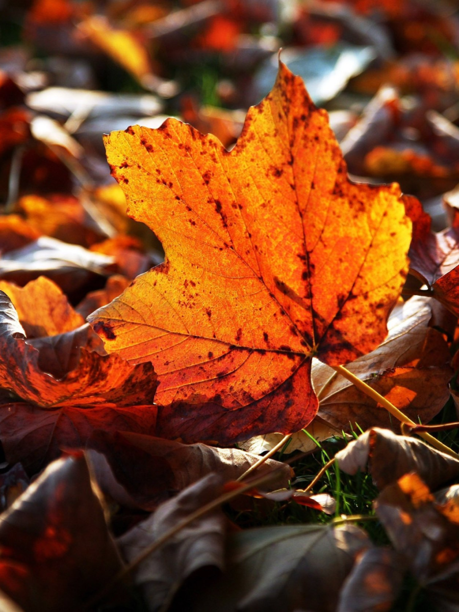 Fall Equinox: Embracing Autumn in a Tropical&nbsp;Country