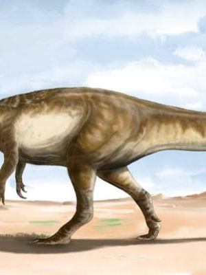𝑴𝒂𝒊𝒑 𝒎𝒂𝒄𝒓𝒐𝒕𝒉𝒐𝒓𝒂𝒙: World’s Largest Raptor&nbsp;Dinosaur
